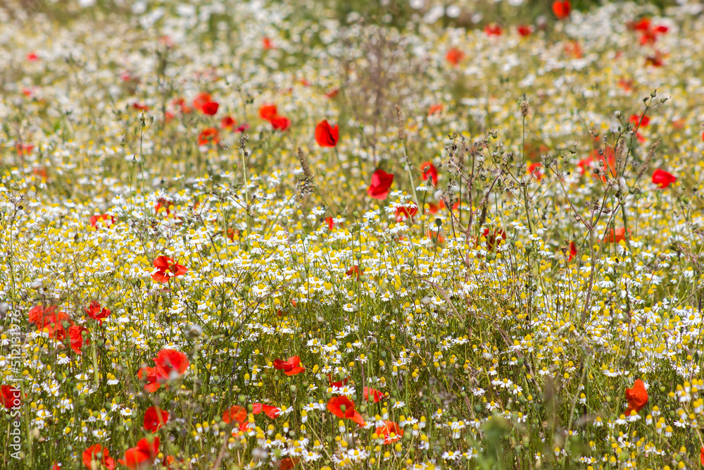 wild flowers - poppies and chamomiles