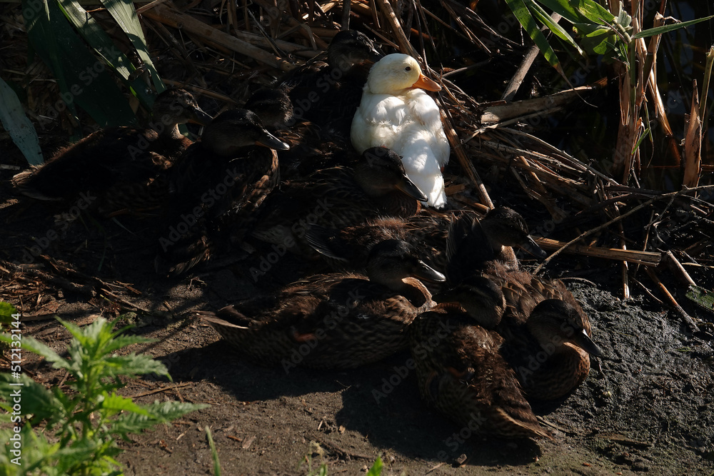 An albino Mallard duck basking in the sun with other chicks An albino Mallard duck basking in the sun with other chicks