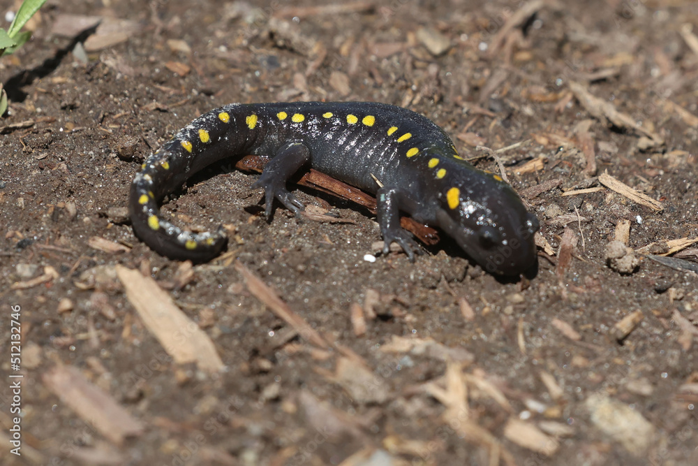 Spotted Salamander on bright summer day on soil in garden Spotted Salamander on bright summer day on soil in garden