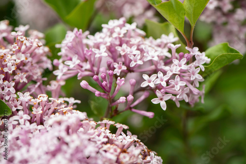 pink lilac flowers