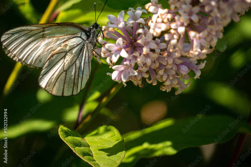 Butterfly on a branch close-up.Butterfly on lilac flowers. Butterfly on a branch close-up.Butterfly on lilac flowers.
