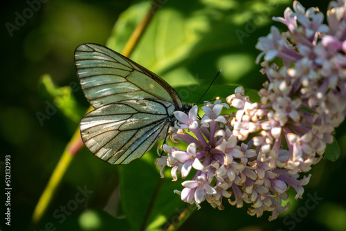 Butterfly on lilac flowers. Butterfly on a branch close-up.