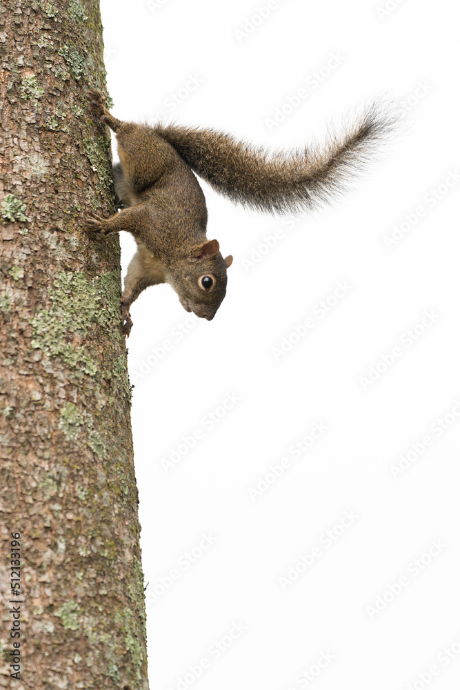 Esquilo andando em árvore com fundo branco. Árvore e esquilo na cor marrom.