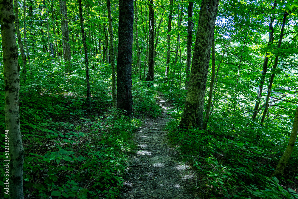 Trail through the trees