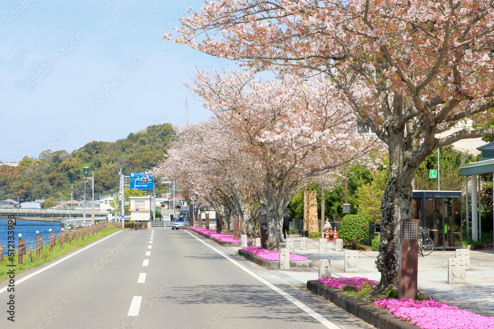 道沿いに咲く桜