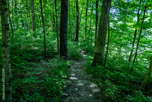 Trail through the trees