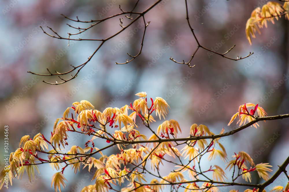 Lovely Japanese maple leaves at Morioka castle ruins park(Iwate Park),Iwate,Tohoku,Japan.(selective focus)