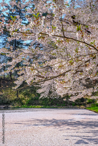 Cherry blossom rafts(Hanaikada) on the pond in Hirosaki Park,Aomori,Tohoku,Japan.
