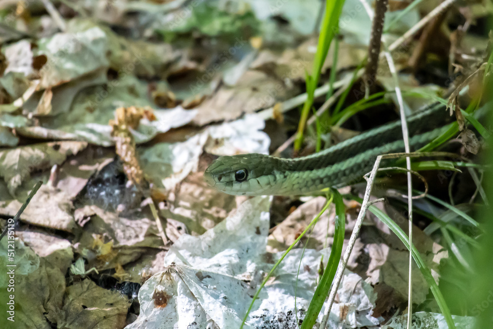 Fototapeta premium A garter snake comes out of the foliage at Isle Royale National Park in Michigan