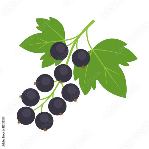 Blackcurrant branch isolated on white background. Ribes nigrum, black currant or cassis berry twig icon for package design. Vector berries illustration in flat style. photo