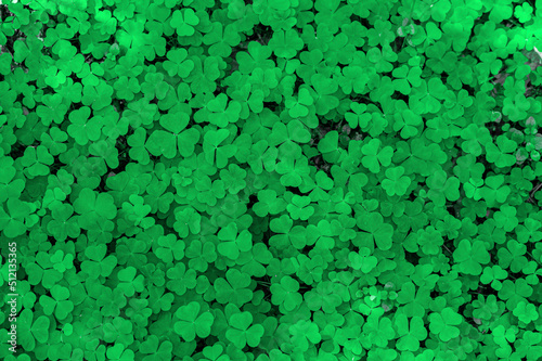 Natural green background. Plant and herb texture. Leafs green young fresh oxalis, shamrock, trefoil close-up. Beautiful background with green clover leaves for Saint Patrick's day