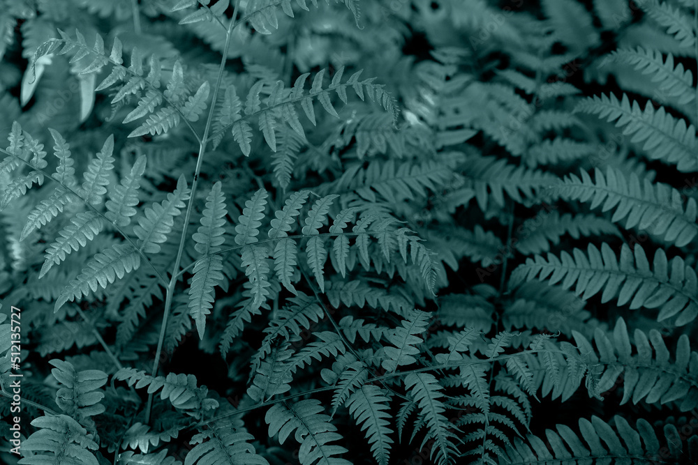 Perfect natural young fern leaves pattern background. Dark and moody feel. Top view. Ferns in the forest. Beautiful background of ferns green foliage leaves.
