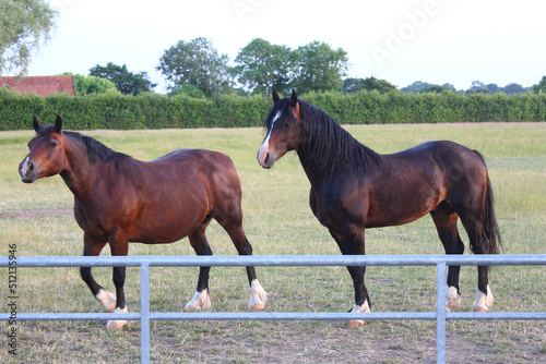 Two young Greenwing section D Welsh cob horses in a field