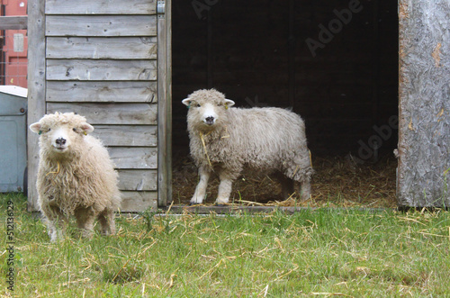 Two rare breed Greyface dartmoor lambs, ewe's coming out of a field shelter at feeding time on a Norfolk farm photo