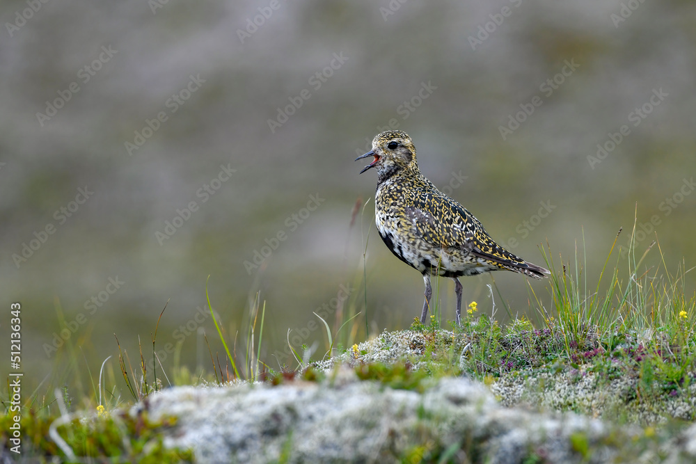 Pluvier doré (Pluvialis apricaria) attitude de chant dans la lande. Islande