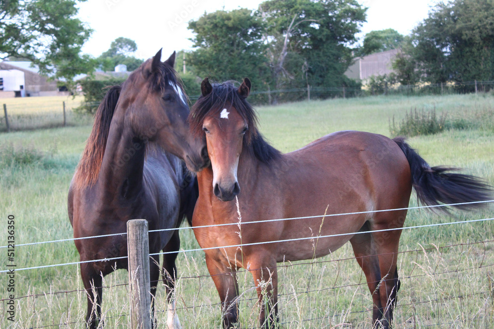 Two young Greenwing section D Welsh cob horses in a field with one using his nose to rub the others neck Two young Greenwing section D Welsh cob horses in a field with one using his nose to rub the others neck