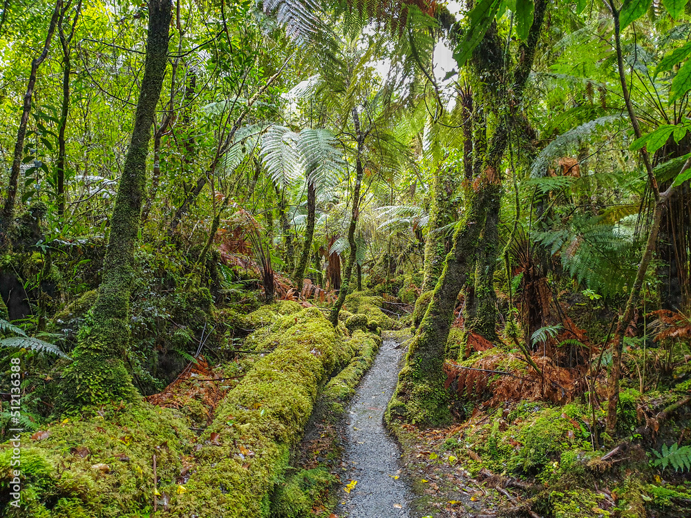 Fototapeta premium path in the rainforest Fox Glacier New Zealand