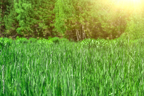 Summer landscape. Fresh green spring grass with sun leaks effect, copy space. Soft Focus. Abstract nature background. Banner.