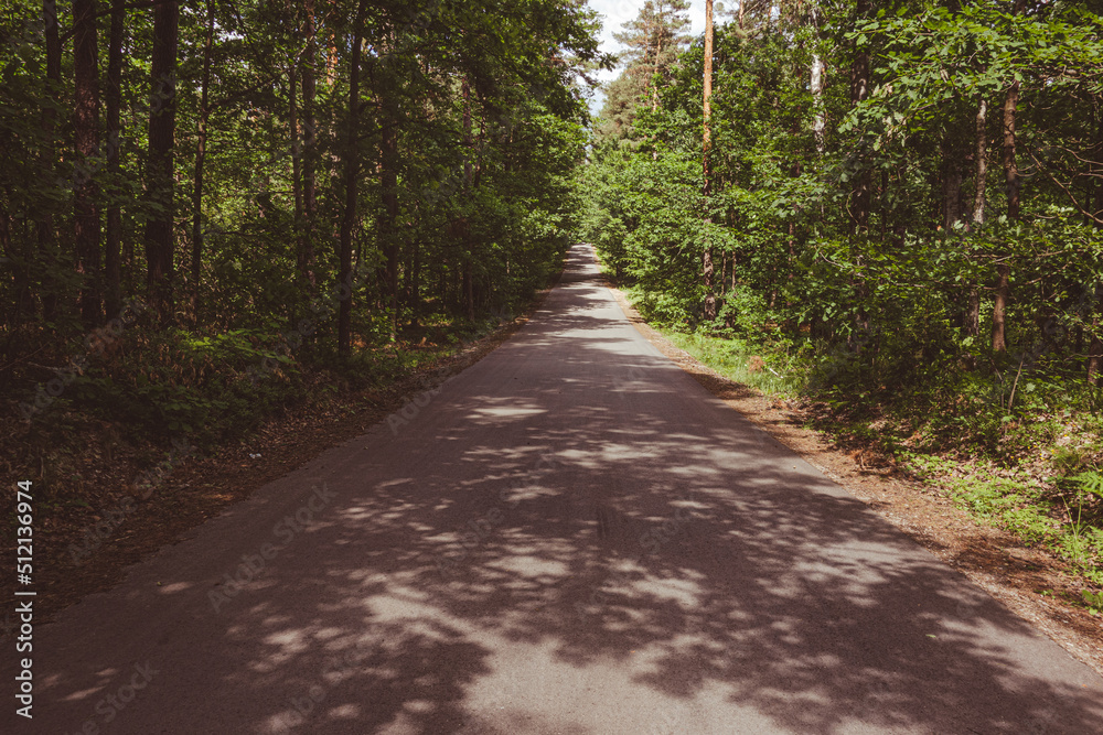 Empty road through the forest in summer