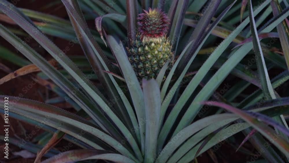 Young Pineapple Growing - Selecctive Focus Tilt up Young Pineapple Growing - Selecctive Focus Tilt up