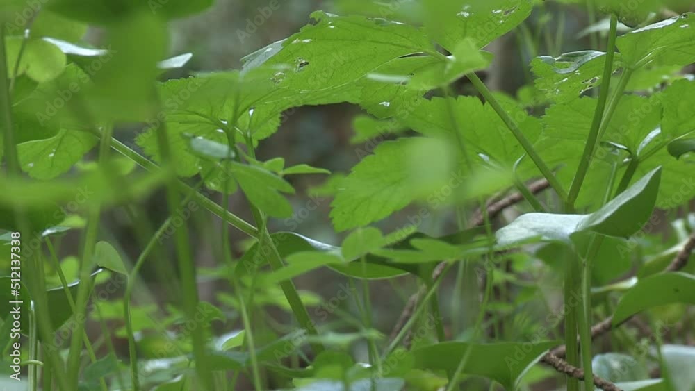 Image of coriander with green leaves, low angle view. Image of coriander with green leaves, low angle view.