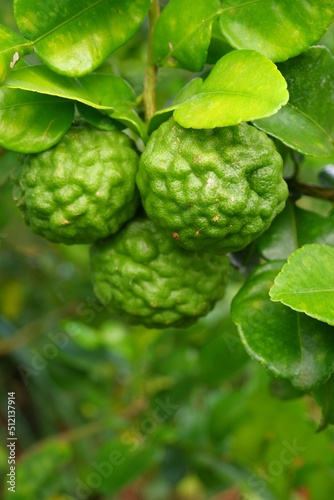 Bergamot fruit, citrus herb, leaves used in cooking to add aroma on blur background.