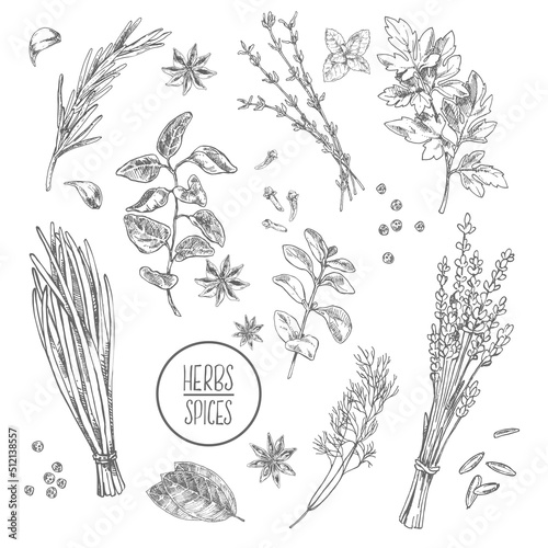Hand drawn vector condiment flavour image template