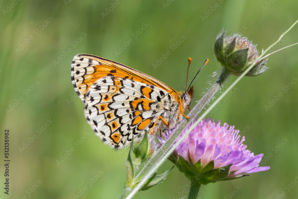 Motyl przeplatka cinksia na letniej łące Motyl przeplatka cinksia na letniej łące