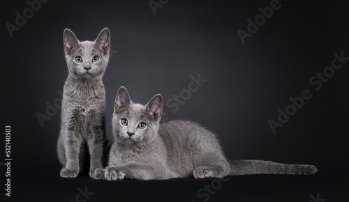 Adorable duo of 2 Russian Blue cat kittens, sitting and laying beside each other. Looking towards camera with green eyes. Isolated on a blacl background. photo