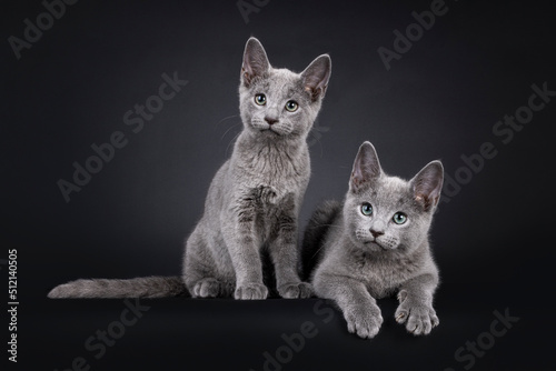 Adorable duo of 2 Russian Blue cat kittens, sitting and laying beside each other. Looking towards camera with green eyes. Isolated on a blacl background. photo