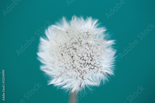 Blooming white dandelion on a blue background.