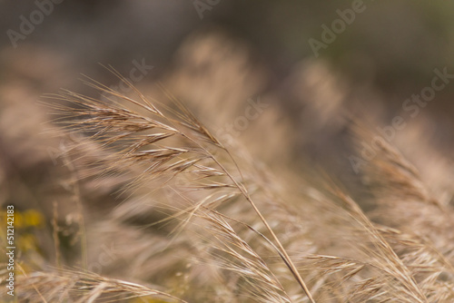close up grass texture