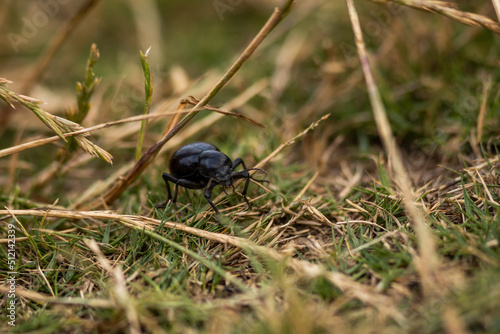huge black beetle close up in the garden