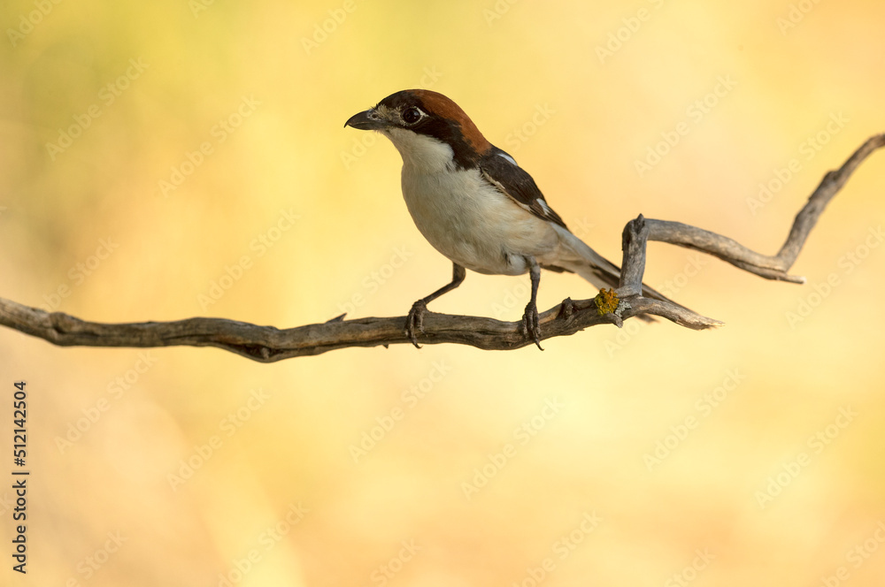 Male Woodchat shrike in rutting plumage at first light on his breeding territory in spring Male Woodchat shrike in rutting plumage at first light on his breeding territory in spring