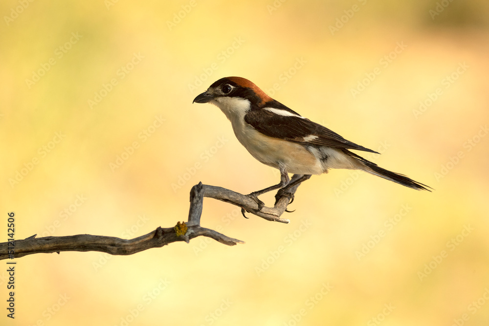 Woodchat shrike male in his breeding territory, with the last light of the afternoon in a Mediterranean forest in spring Woodchat shrike male in his breeding territory, with the last light of the afternoon in a Mediterranean forest in spring