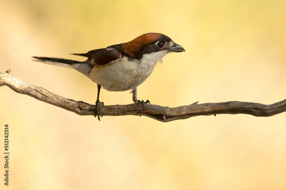 Male Woodchat shrike in rutting plumage at first light on his breeding territory in spring Male Woodchat shrike in rutting plumage at first light on his breeding territory in spring