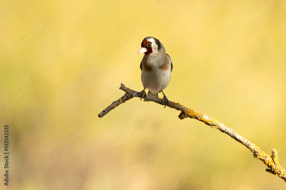 European goldfinch in the last light of the afternoon of a spring day at an innkeeper in a Mediterranean forest