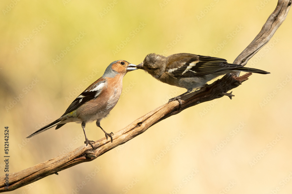 Adult male Common chaffinch feeding his chick at first light on a spring day Adult male Common chaffinch feeding his chick at first light on a spring day