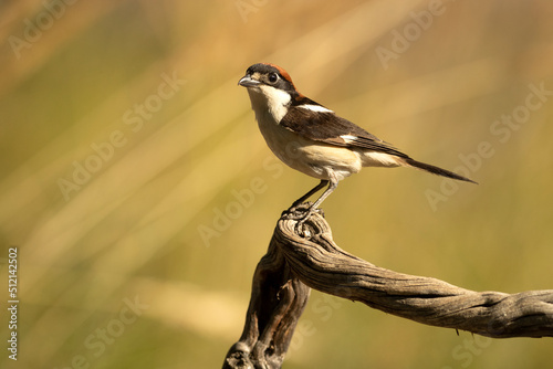 Woodchat shrike male in his breeding territory, with the last light of the afternoon in a Mediterranean forest in spring photo