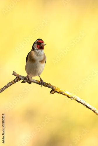 European goldfinch in the last light of the afternoon of a spring day at an innkeeper in a Mediterranean forest