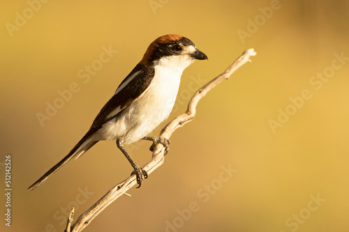 Male Woodchat shrike in rutting plumage at first light on his breeding territory in spring © Jesus