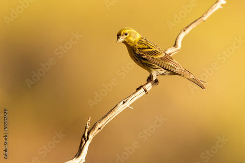 European serin with the last lights of the afternoon of a spring day in an innkeeper in a Mediterranean forest photo
