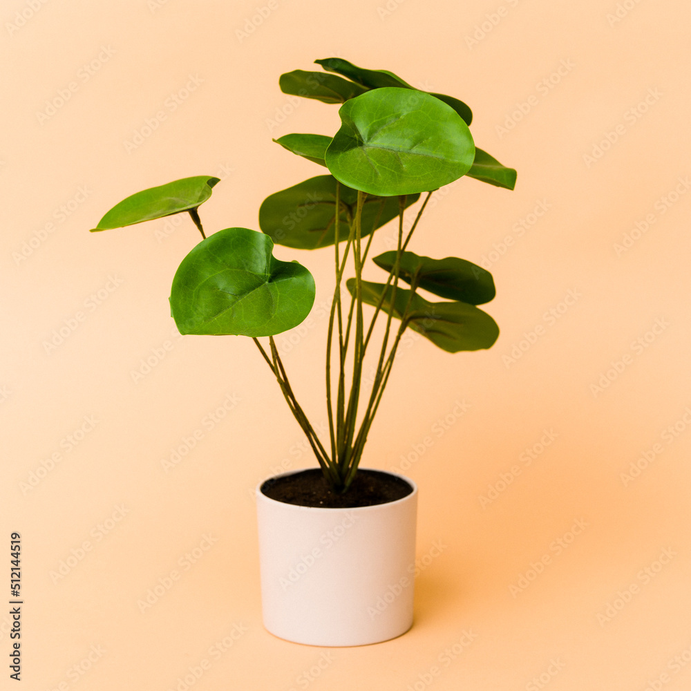 Small plant isolated on beige background Small plant isolated on beige background