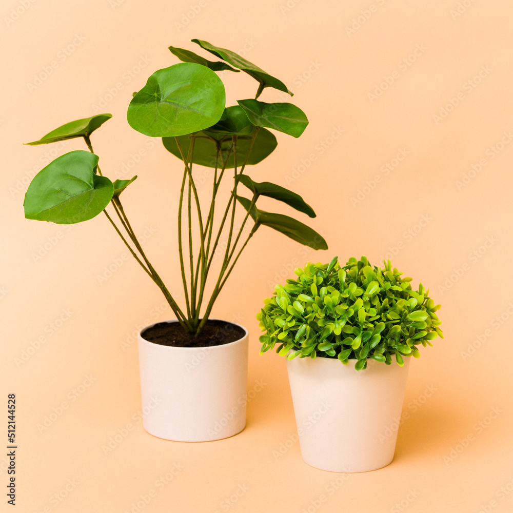 Two small plants isolated on beige background