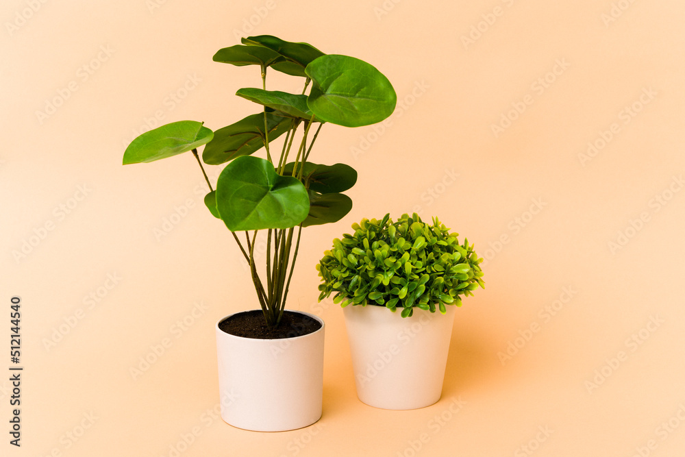 Obraz premium Two small plants isolated on beige background