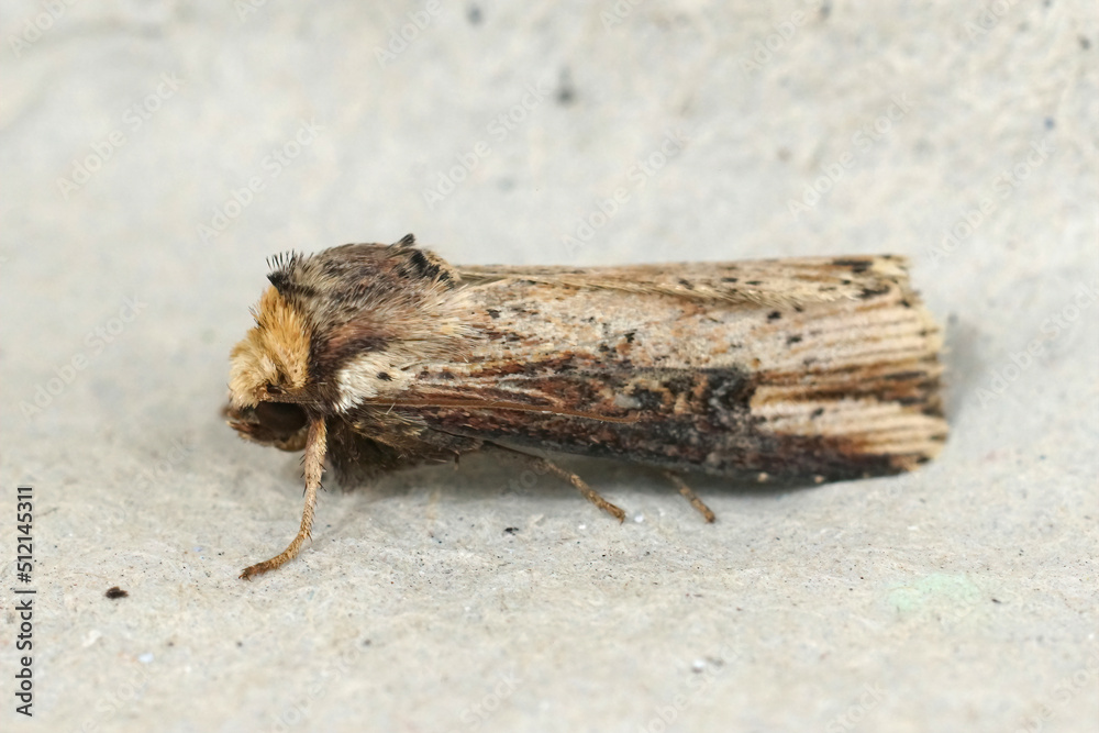 Obraz premium Closeup on the flame moth, Axylia putris, sitting on a cardboard in the garden