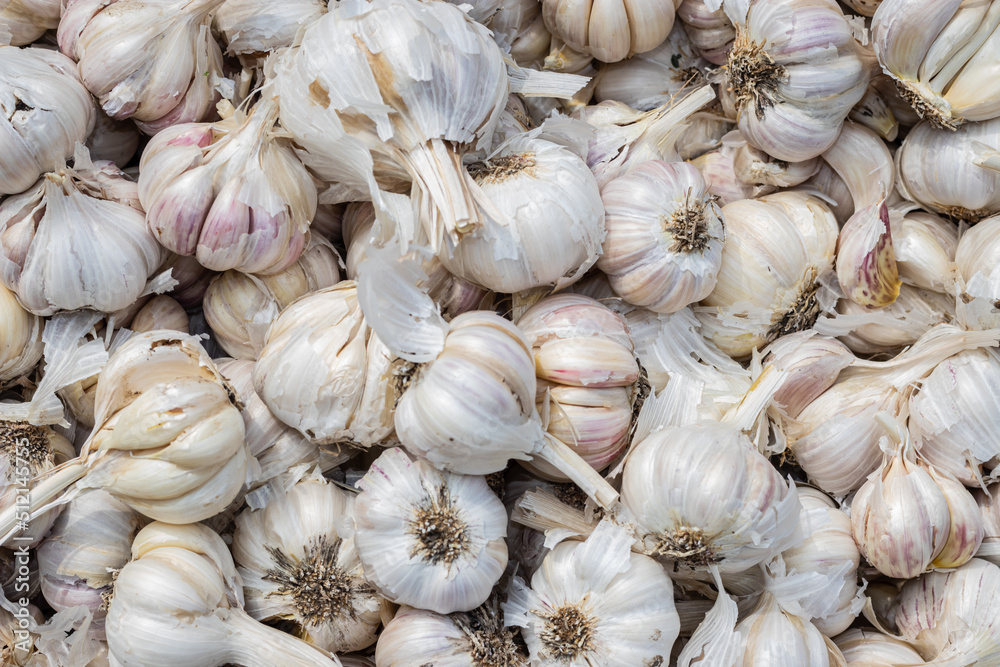 fresh organic garlic from farm close up from different angle fresh organic garlic from farm close up from different angle