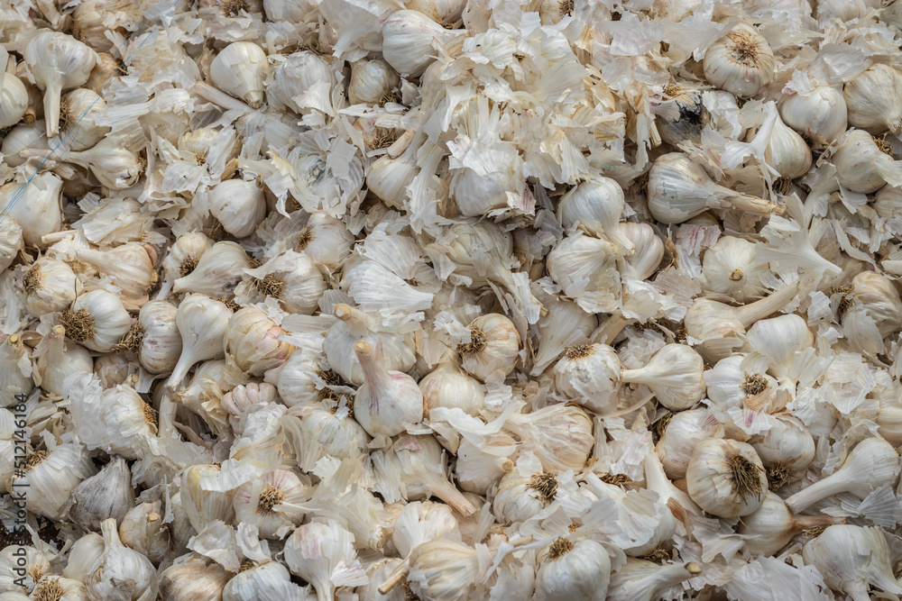 fresh organic garlic from farm close up from different angle fresh organic garlic from farm close up from different angle