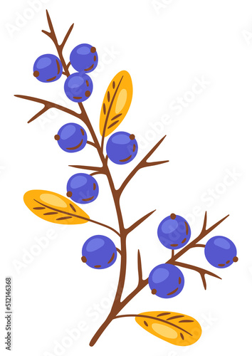 Illustration of thorn branch with berries. Image of autumn plant.