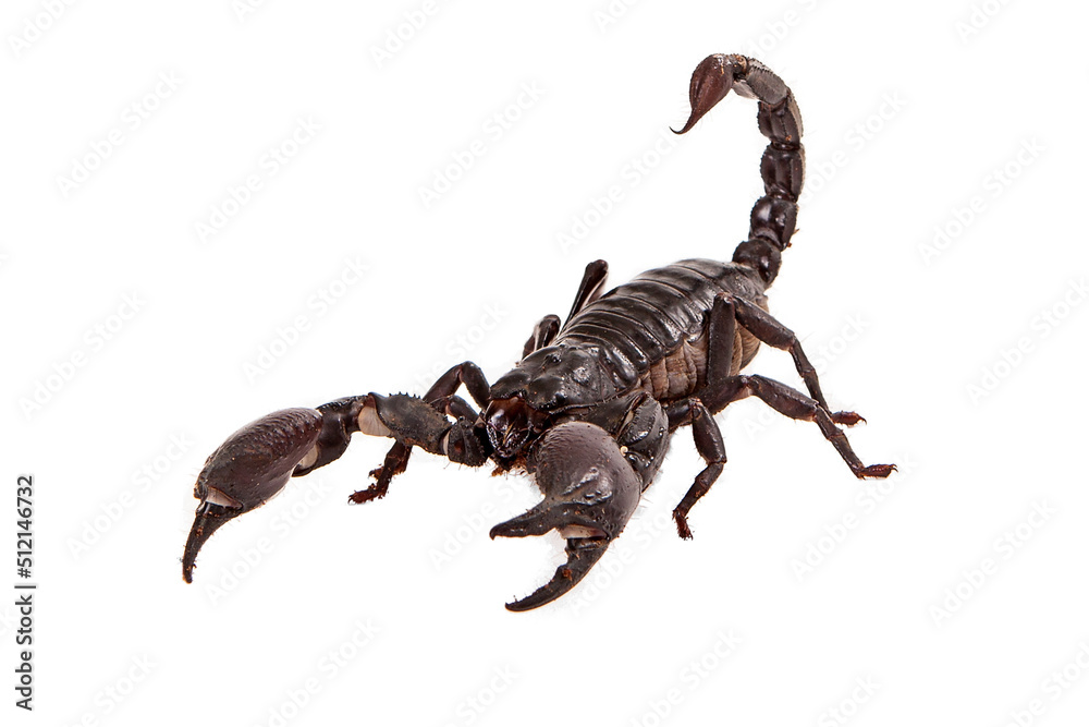 Asiatic Forest Scorpion Asiatic Forest Scorpion